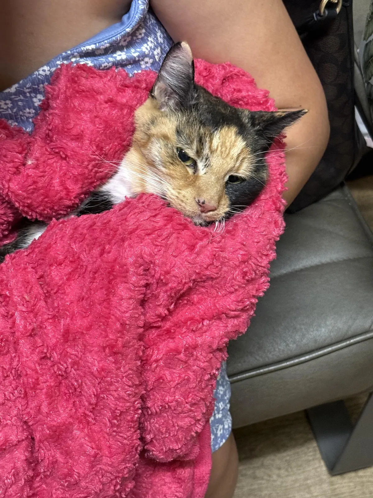 My cat crossed the rainbow bridge