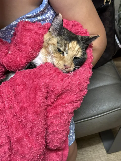 My cat crossed the rainbow bridge