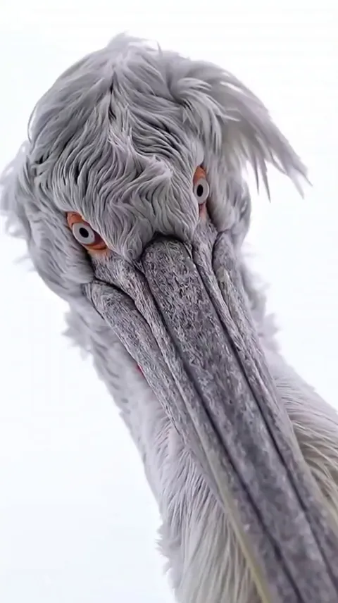 🔥the striking gaze of the Dalmatian Pelican, largest species of pelican in the world