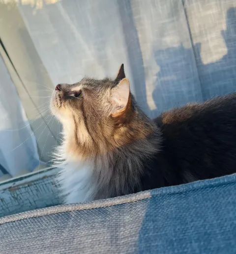 Sasha girl is getting surgery in the morning, please send positive thoughts her way 🙏