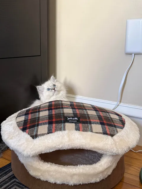 Brought this floof home yesterday.