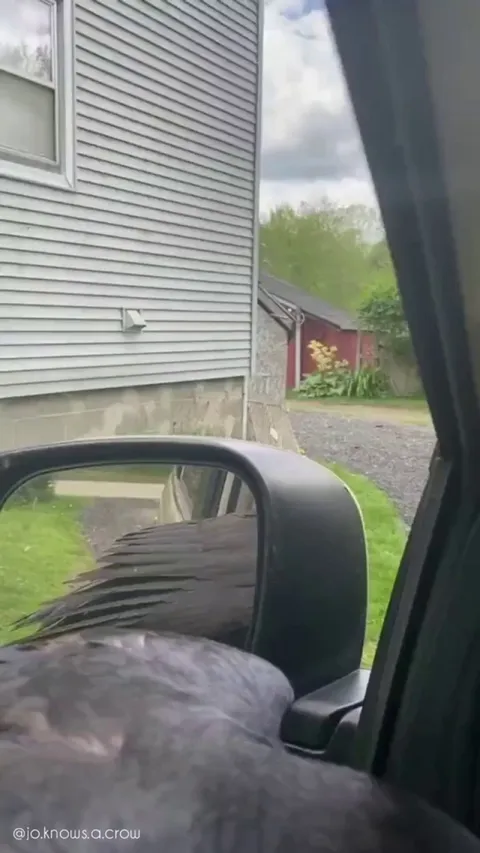 A very excited crow (Pepe) visiting his favourite person. From a helpless, wounded chick to a self-sufficient bird thriving in the wild, all thanks to the woman's compassionate care and tireless efforts.