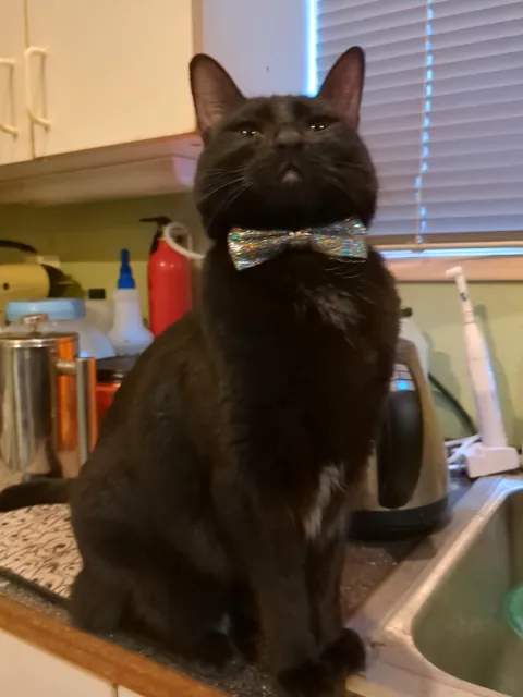 My baby girl Bastet asked me to show her new bowtie to my internet pals