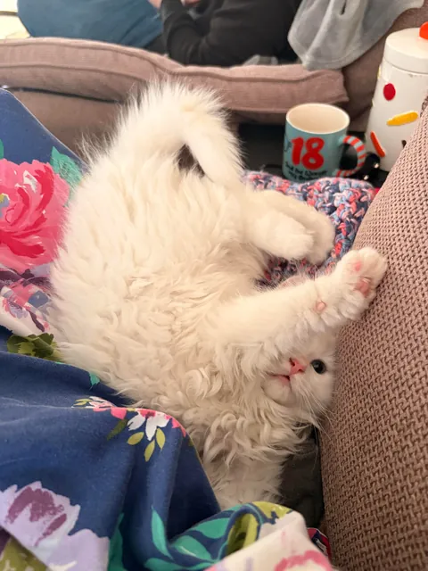 Mozzarella the deaf kitty