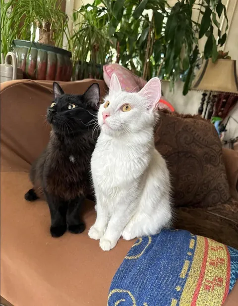 Had to show off my void and cloud pair 🖤🤍