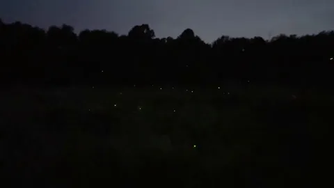 CRAZY Firefly mating display in southern CT