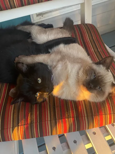 [OC] UPDATE: Found these two under my porch