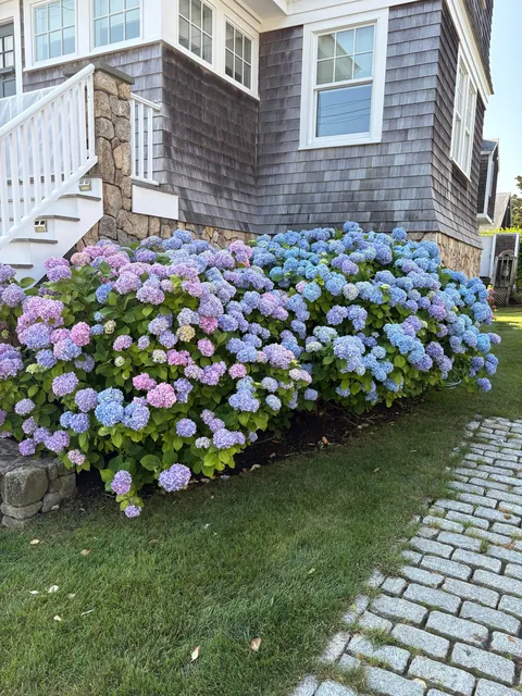 My mom’s hydrangea down the cape! Happy 4th to those who celebrate!