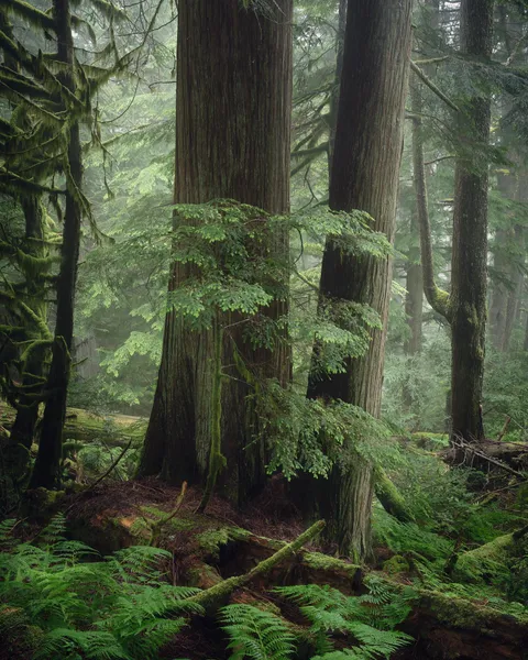 North shore mountains, BC, Canada (OC)(1520x1900)