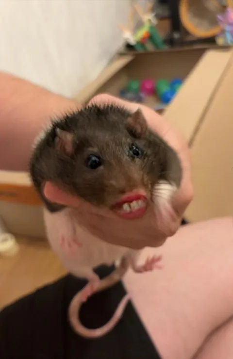 My boyfriend discovered that snap filters work on rats