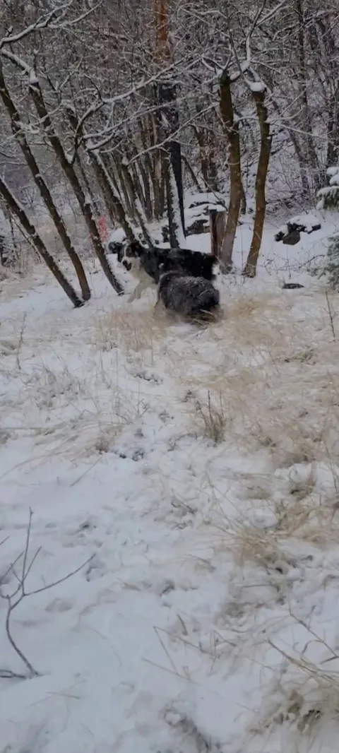 Happy Birthday to our pups, they're 3 years old now 💙 ❄️ ❤️ 🎂