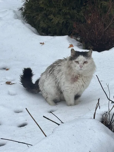 What a change 2 months can make- Foster Fail- read for a happy end 😻