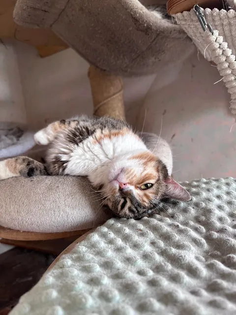 My Sundays are for volunteering at a cat hospice. I think I look forward to it even more than them