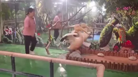 Pelican’t just eat one’s friends