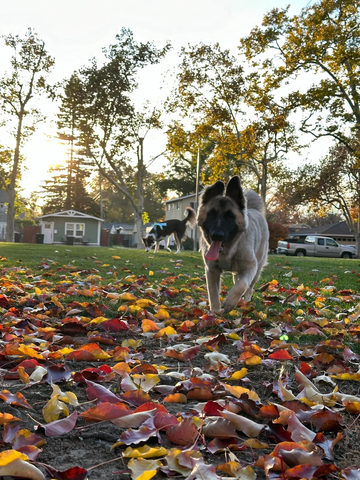 As requested heres a slew of photos of my found stray Kai Guy 😜(not sure breed mix?)