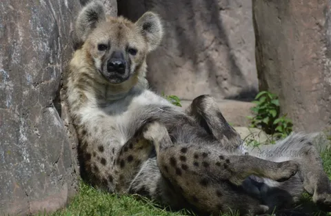 Hyena being a derp