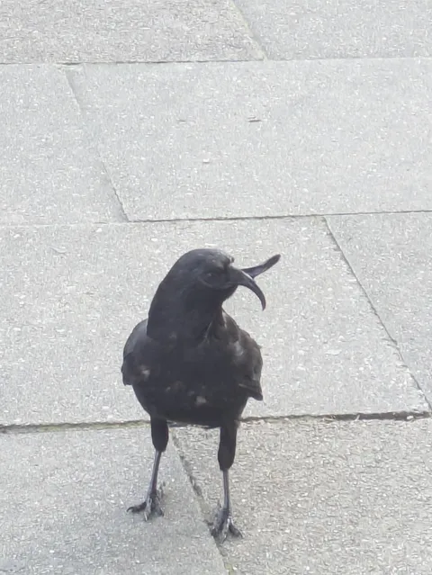 Met a crow with a twisted beak today