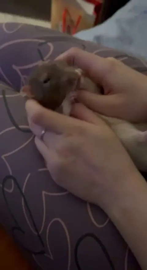 why does he always start grooming himself when i pet him like this?)