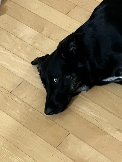 Accidentally disturbed Milo's slumber by typing audibly; he was not amused