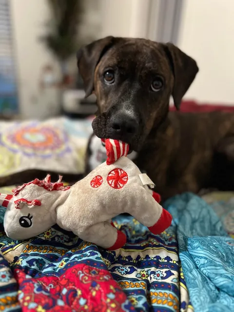 I was adopted 2 years ago today!