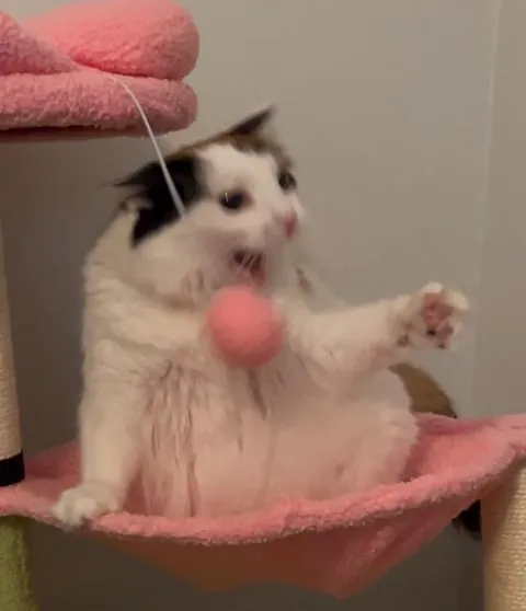 My little lady’s reaction to her cat tree: