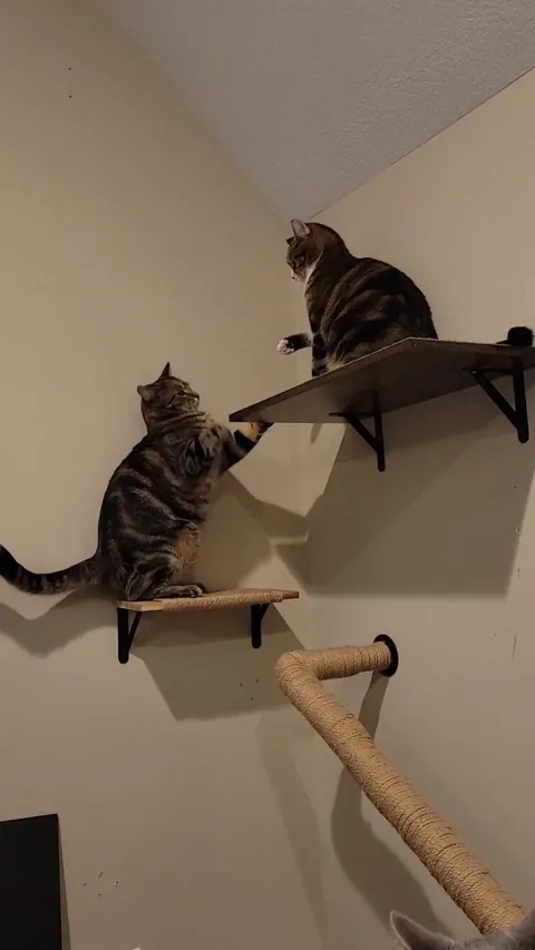 Siblings being siblings