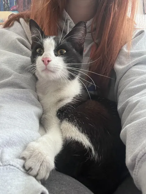 This little girl followed me home yesterday, so I guess we have a cat now 😬 Any name suggestions?