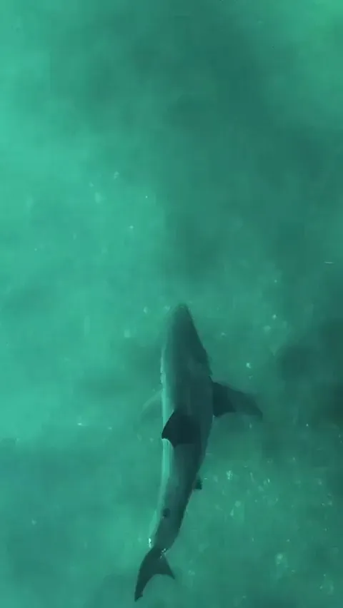What is this shark doing?