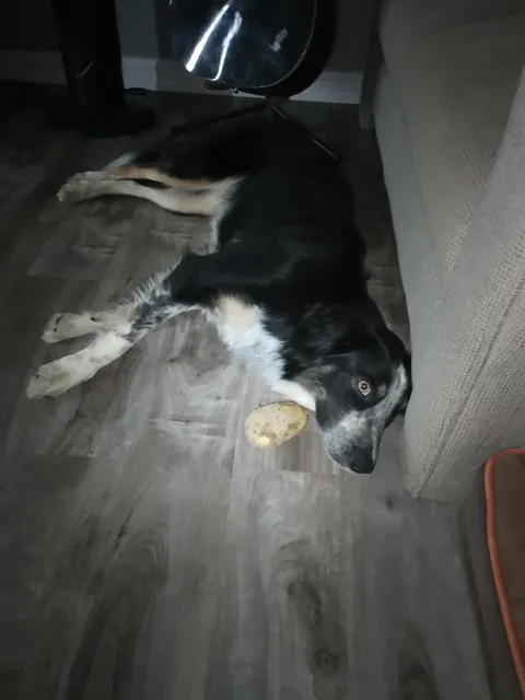 Moxie finally stole a potato from the field we've been watching for 127 days. I don't have the heart to take it away 😭💖