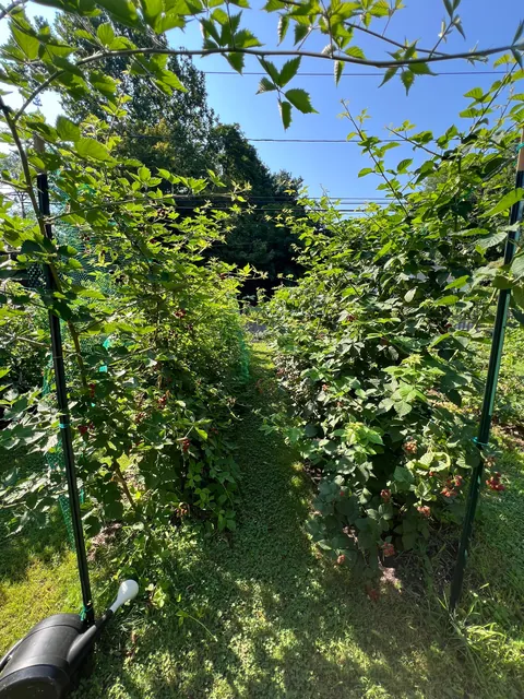 Turned my depression into a front yard garden