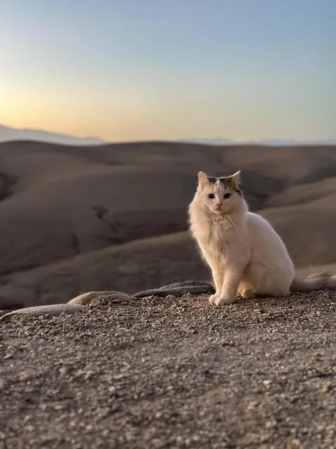 ITAP of a cat in the desert