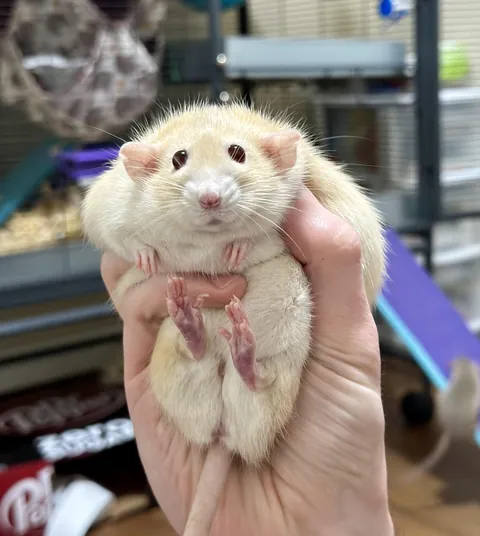 I love my squishy Naga