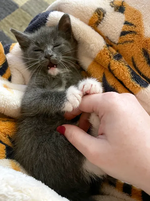 Gravy fell asleep while playing