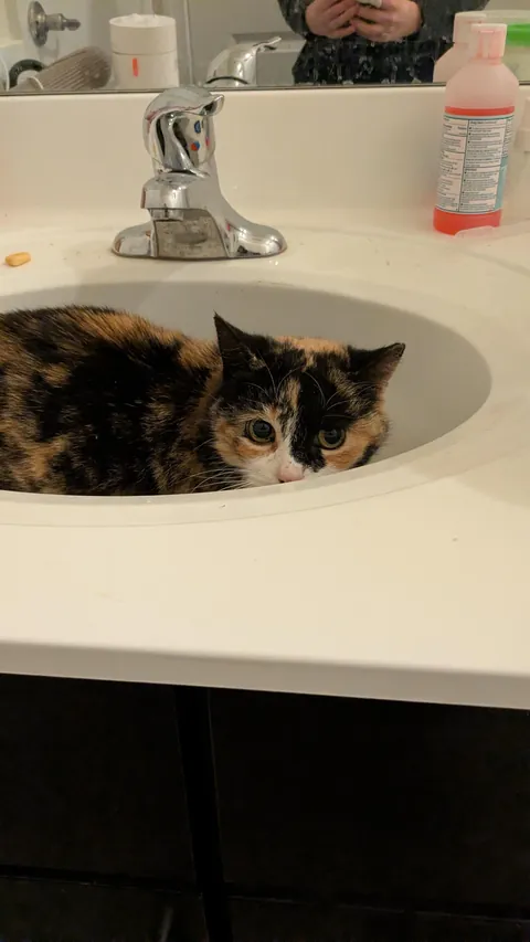 Stray girl has come SO FAR! From hiding to cuddling!