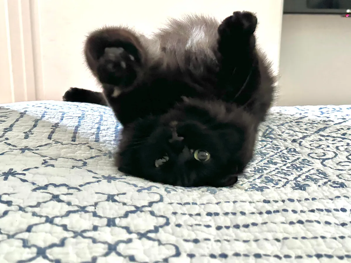 Meet Ahsoka, my brothers' cat