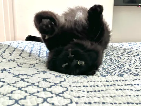 Meet Ahsoka, my brothers' cat