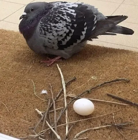 Pigeons are notoriously bad at building nests compared to other birds.