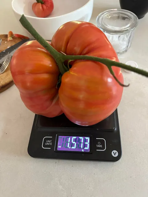 I picked a 3.46 pound tomato from my home garden today!