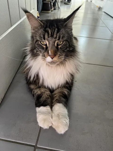 My little furball brings endless life ❤️🐾