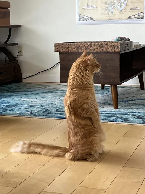 does anyone else’s cat just