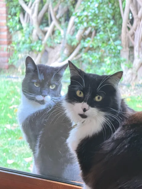 My cat and my neighbour’s.  They hate each other. 