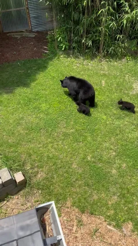 Momma bear and her cubs moments before ripping into our bear-proof trash can