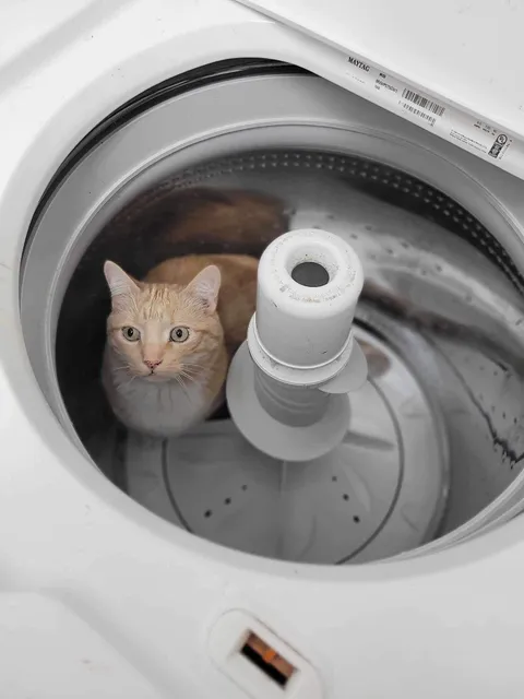 Pantoufle from our shelter, helping with the laundry.