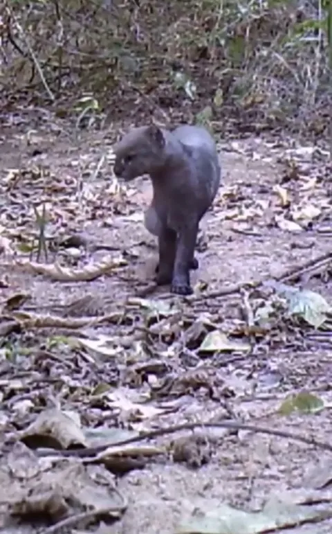 🔥 Rare footage of a Jaguarundi. This vocal, yet elusive feline is native to the Americas and sometimes referred to as the ‘otter-cat’. It has at least 13 distinct calls and is closely related to the Puma
