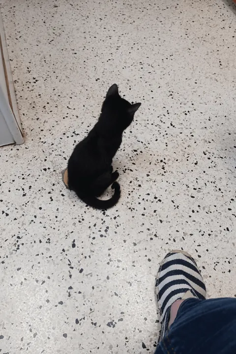 Paid $13 to adopt a baby void from the shelter in October 🎃👻