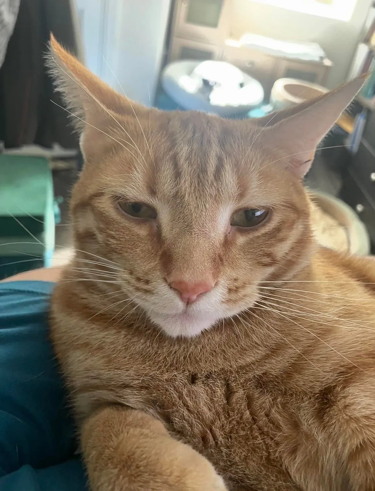 My husband insists he doesn’t like cats as he sends me a pic of him cradling Jonesy as he falls asleep while being held