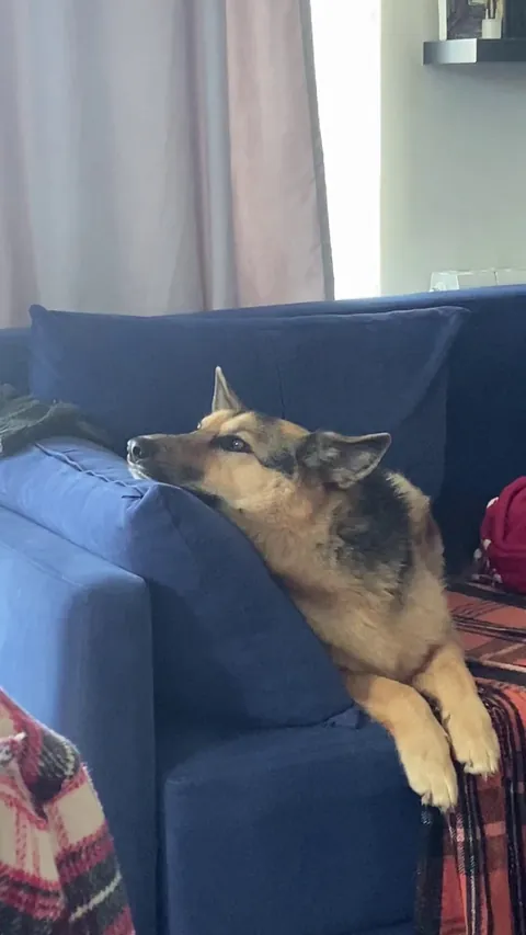 politely requesting to be pet