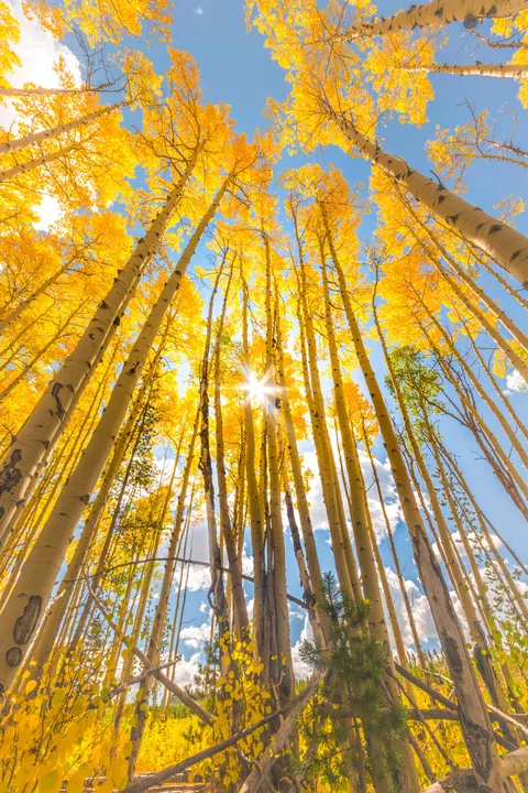 Fall in Colorado [OC] [4000x6000]