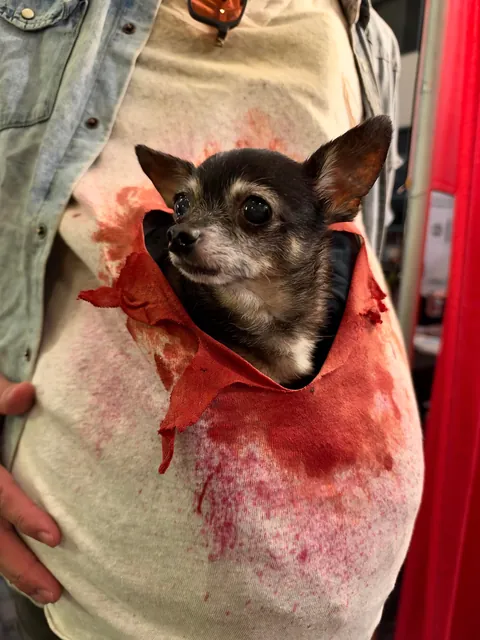 Chihuahua Stomach Burster!