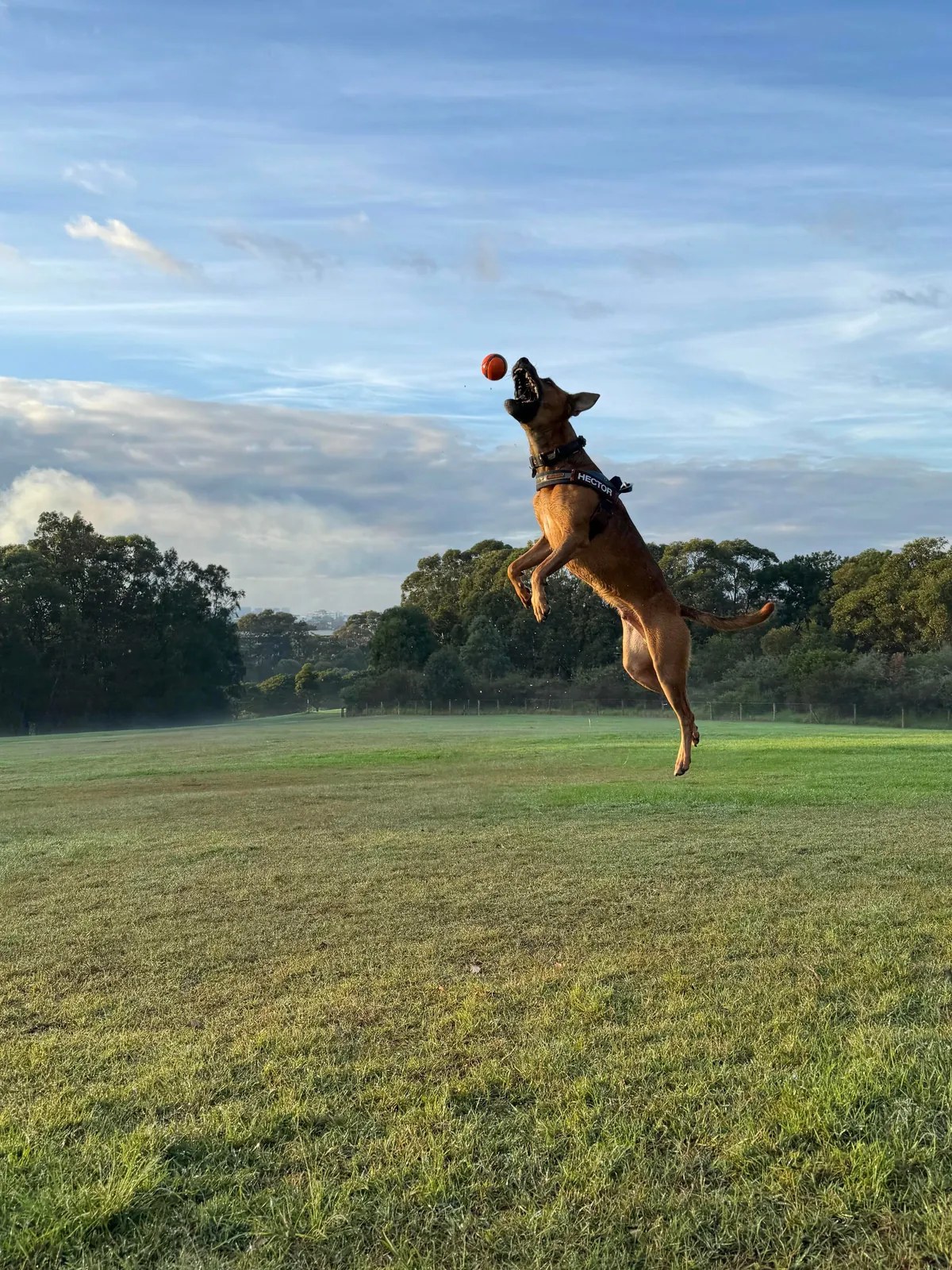 This is my cuddle monster Hector. His chin is on my shoulder as I post this